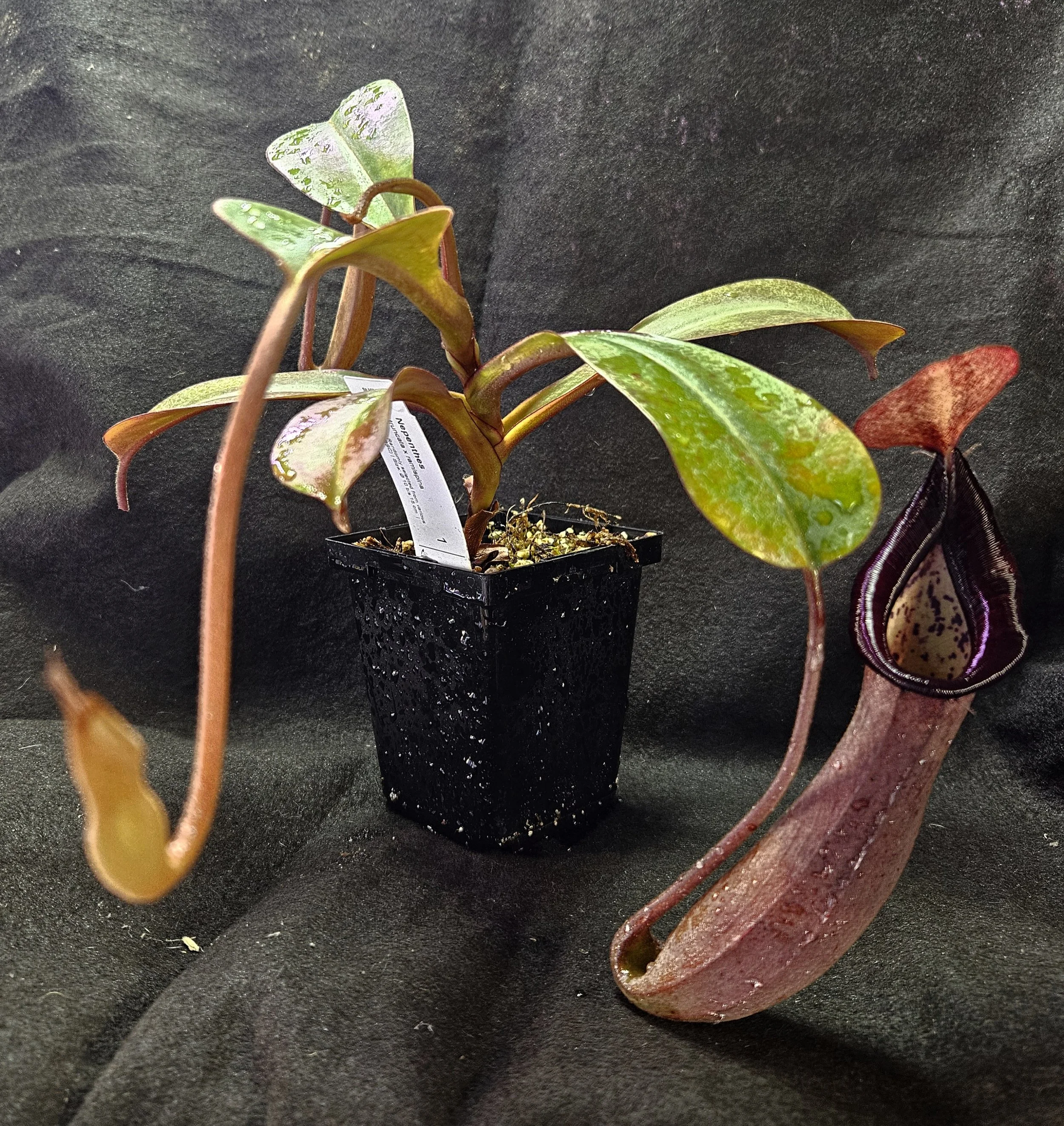 N. truncata x ramispina AW