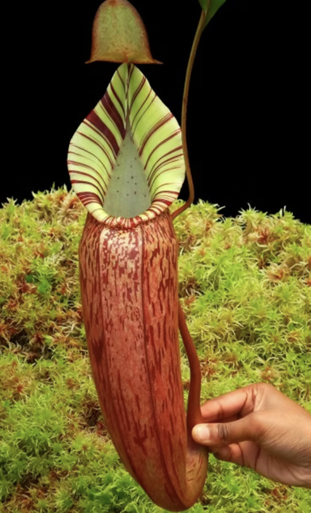 Screenshot 2026-02-06 at 10.52.13 AM.png