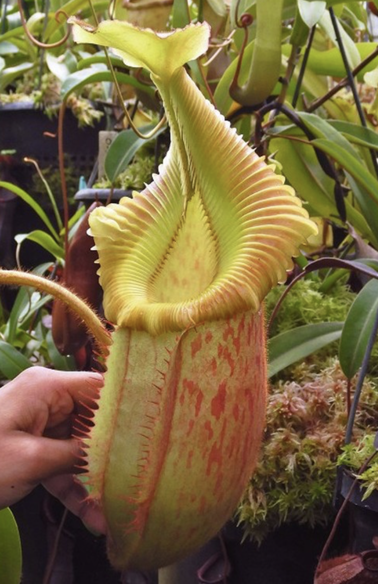 N. villosa x veitchii 'Gold Rush' BE-4606