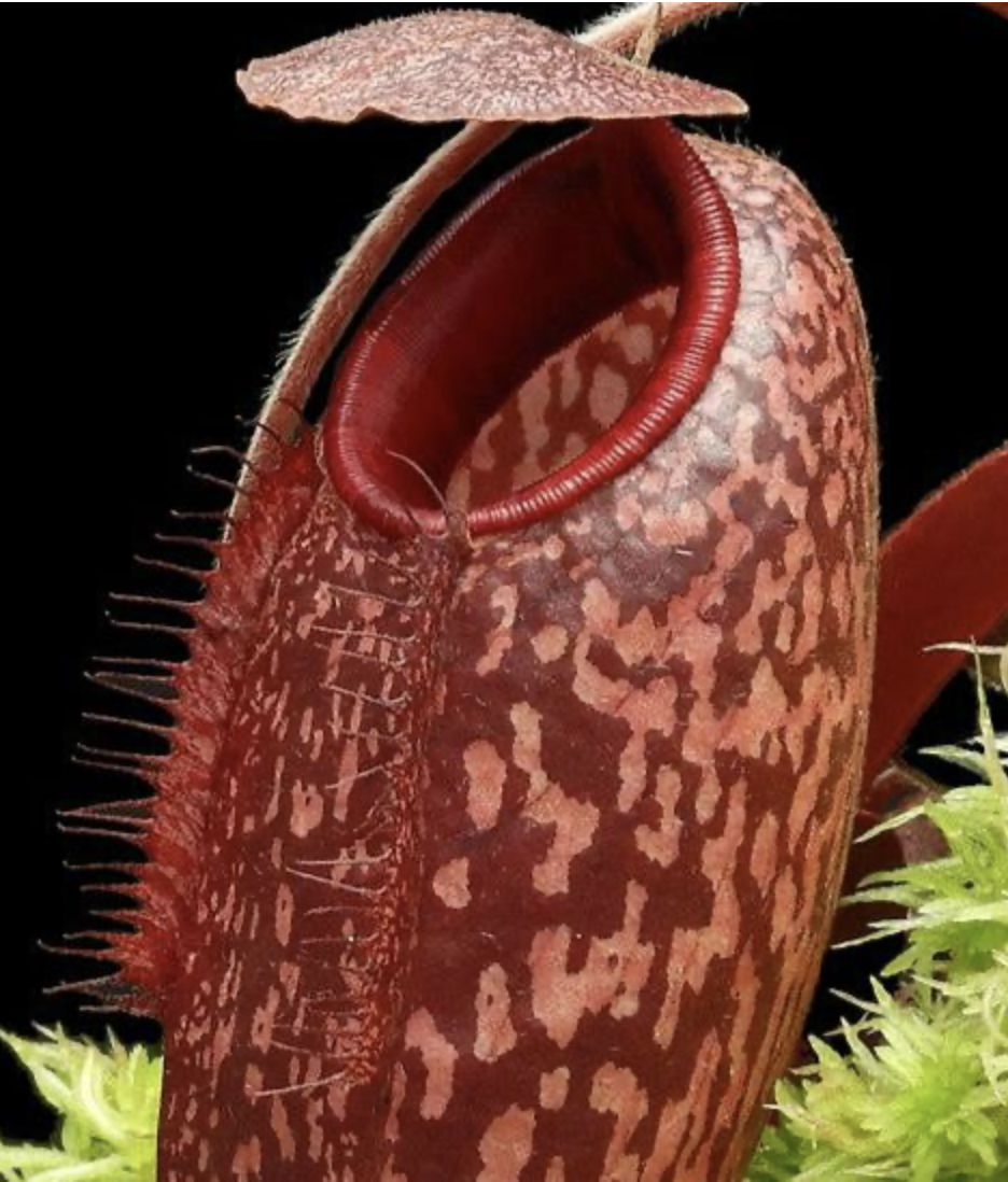 N. peltata x aristolochochioides BE-4633