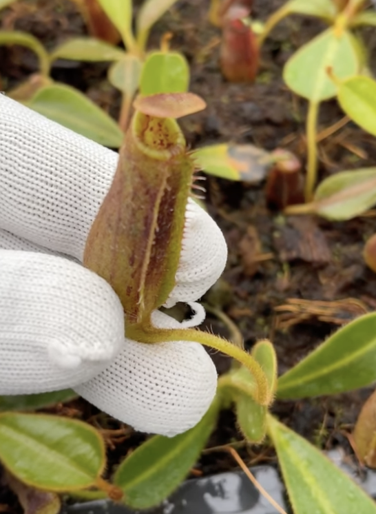 Screenshot 2026-02-06 at 11.15.41 AM.png