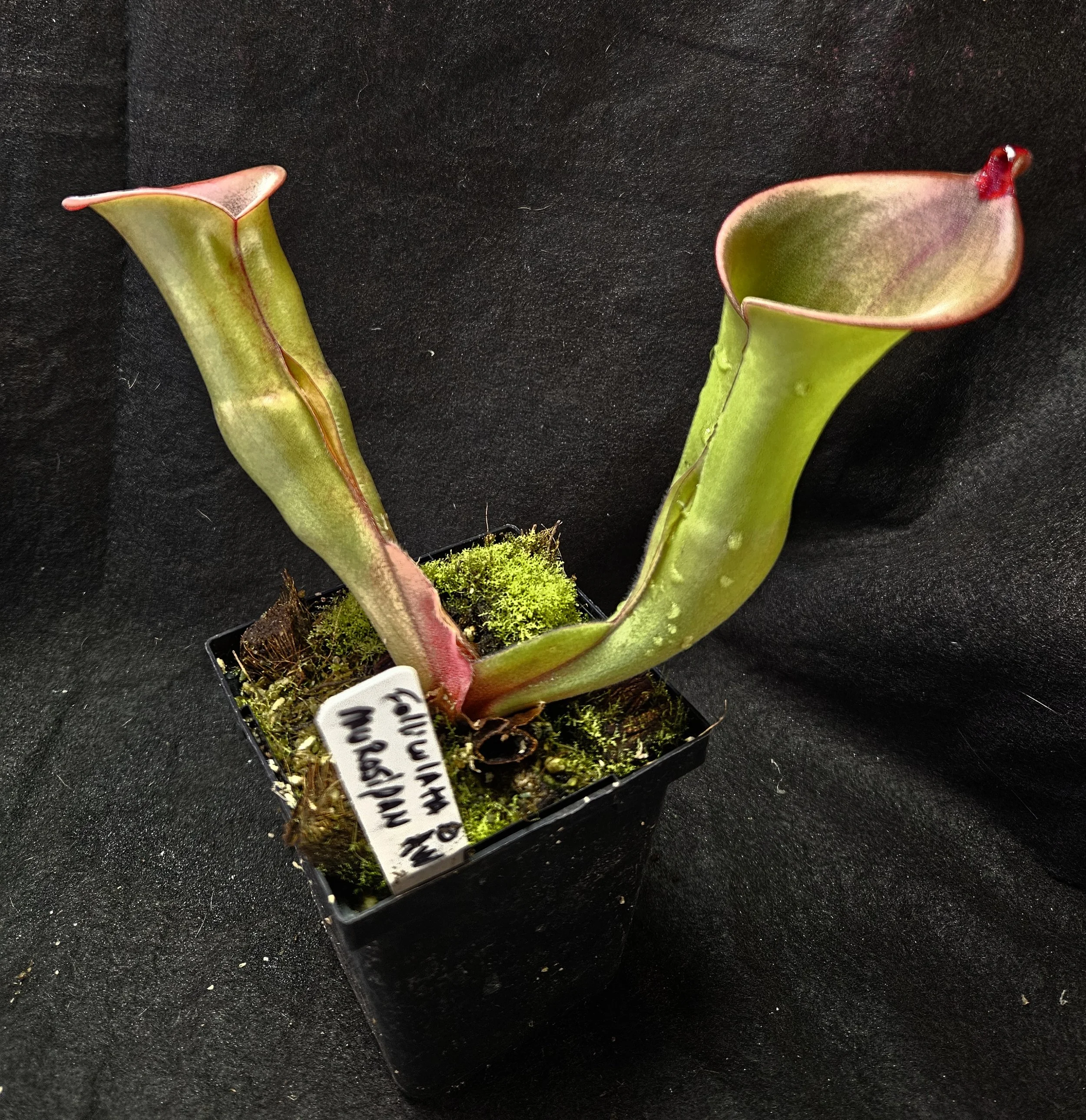 H. folliculata Murosipan AW