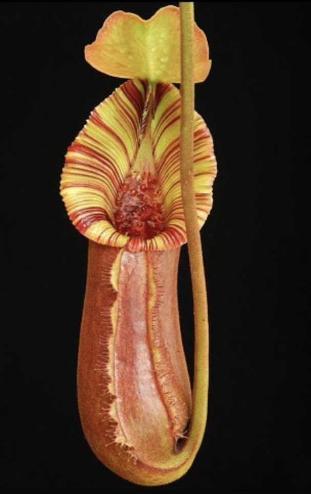 N. (lowii x macrophylla ) x robcantleyi BE-4022