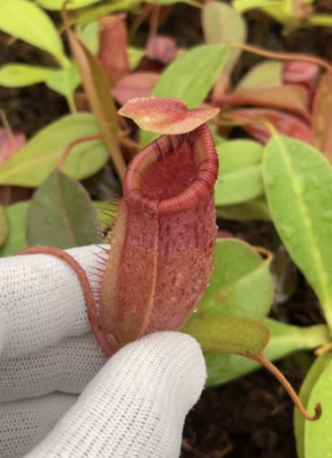 N. sibuyanensis x ephippiata BE-4644