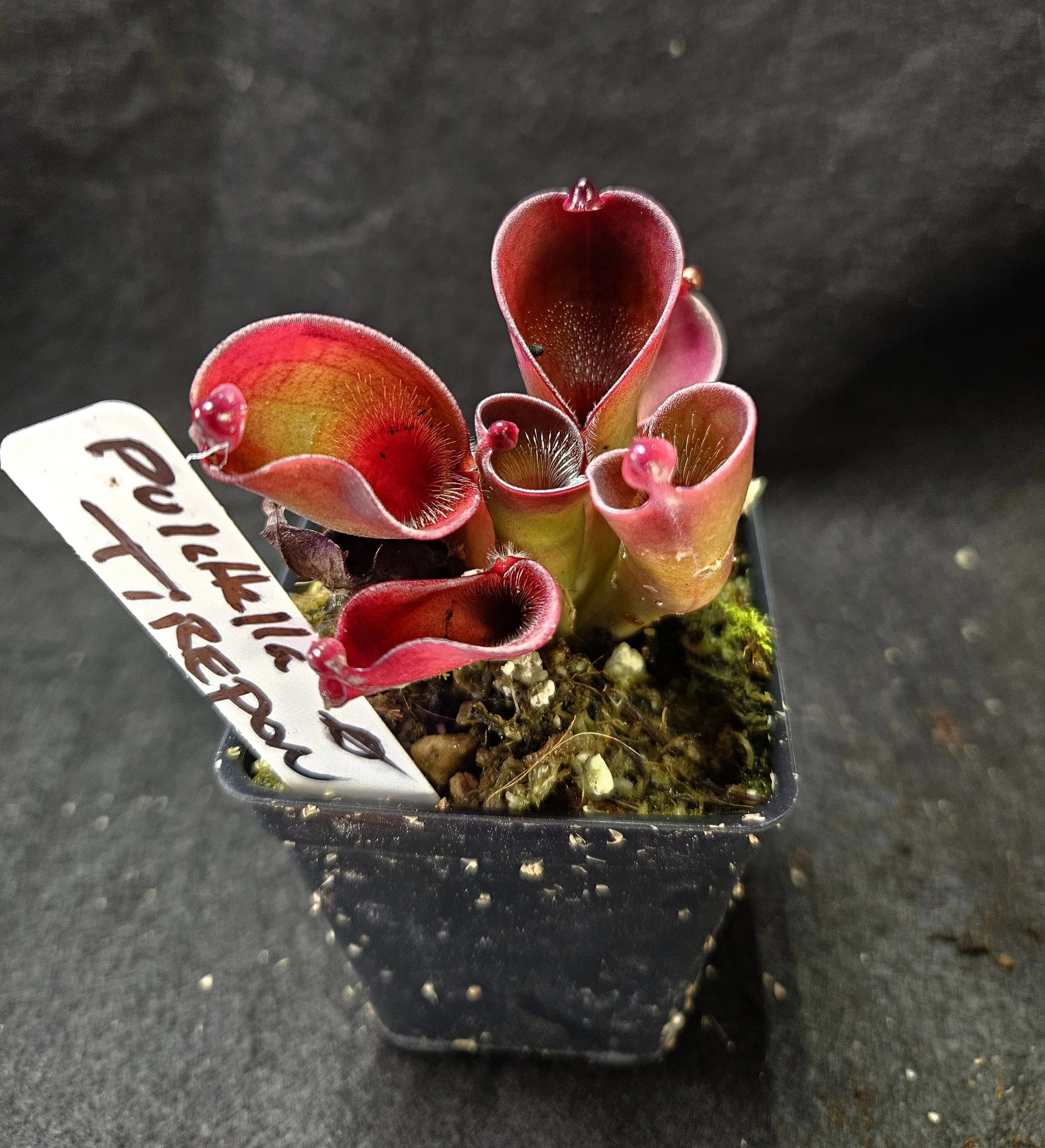 H. pulchella Tirepon AW