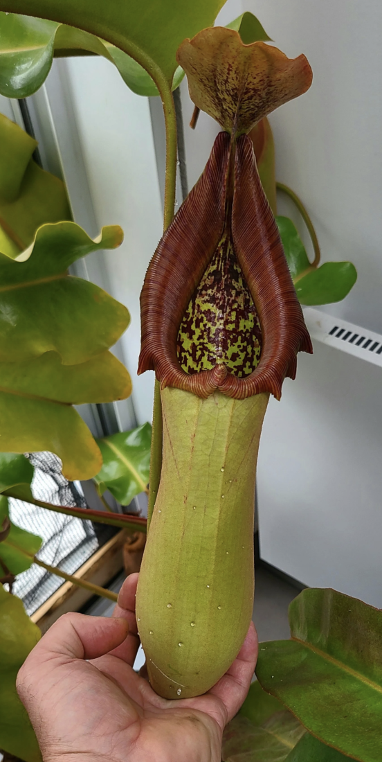 N. truncata pasian highland BE-3203