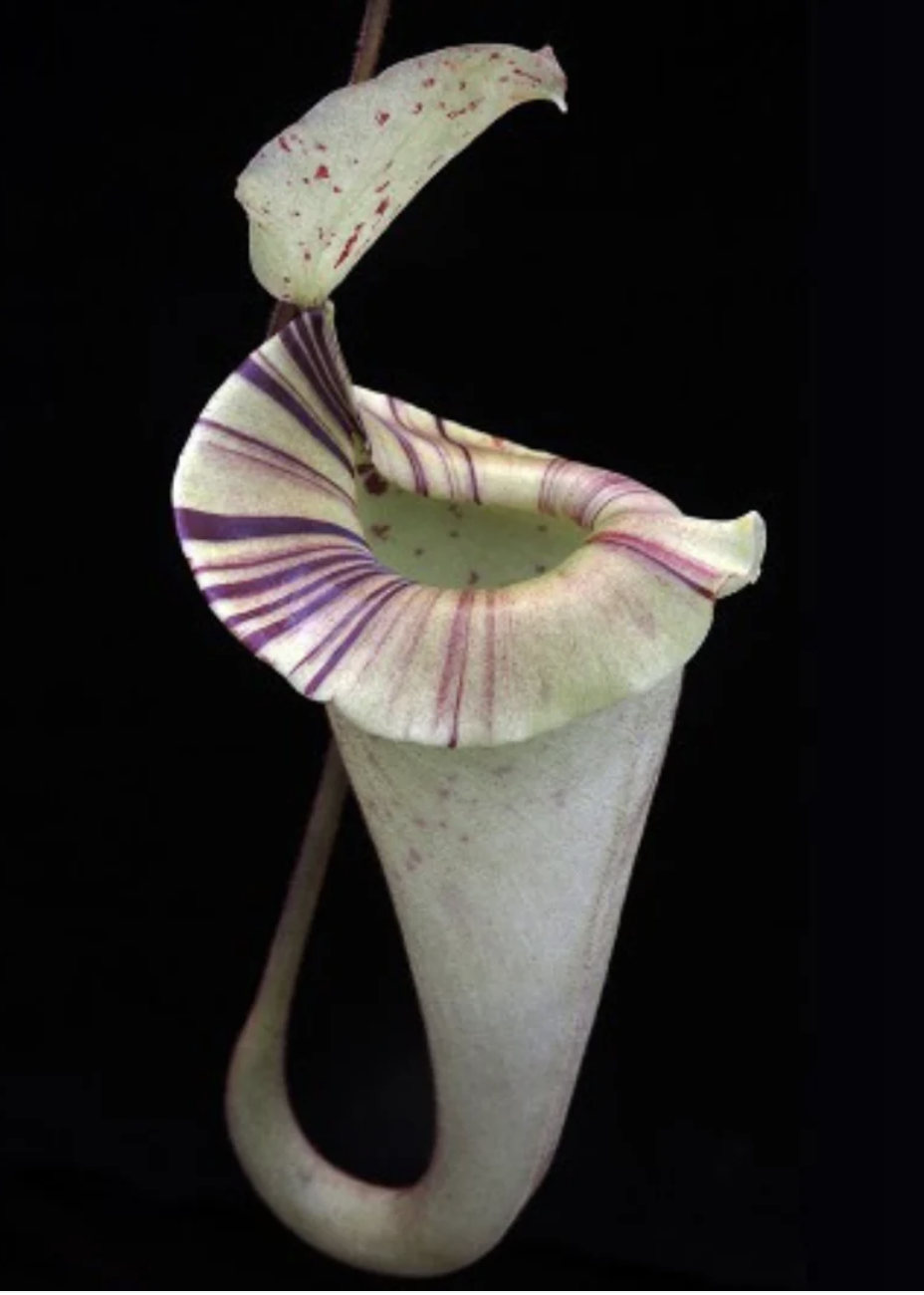 Screenshot 2026-02-04 at 8.37.29 AM.png (Copy)