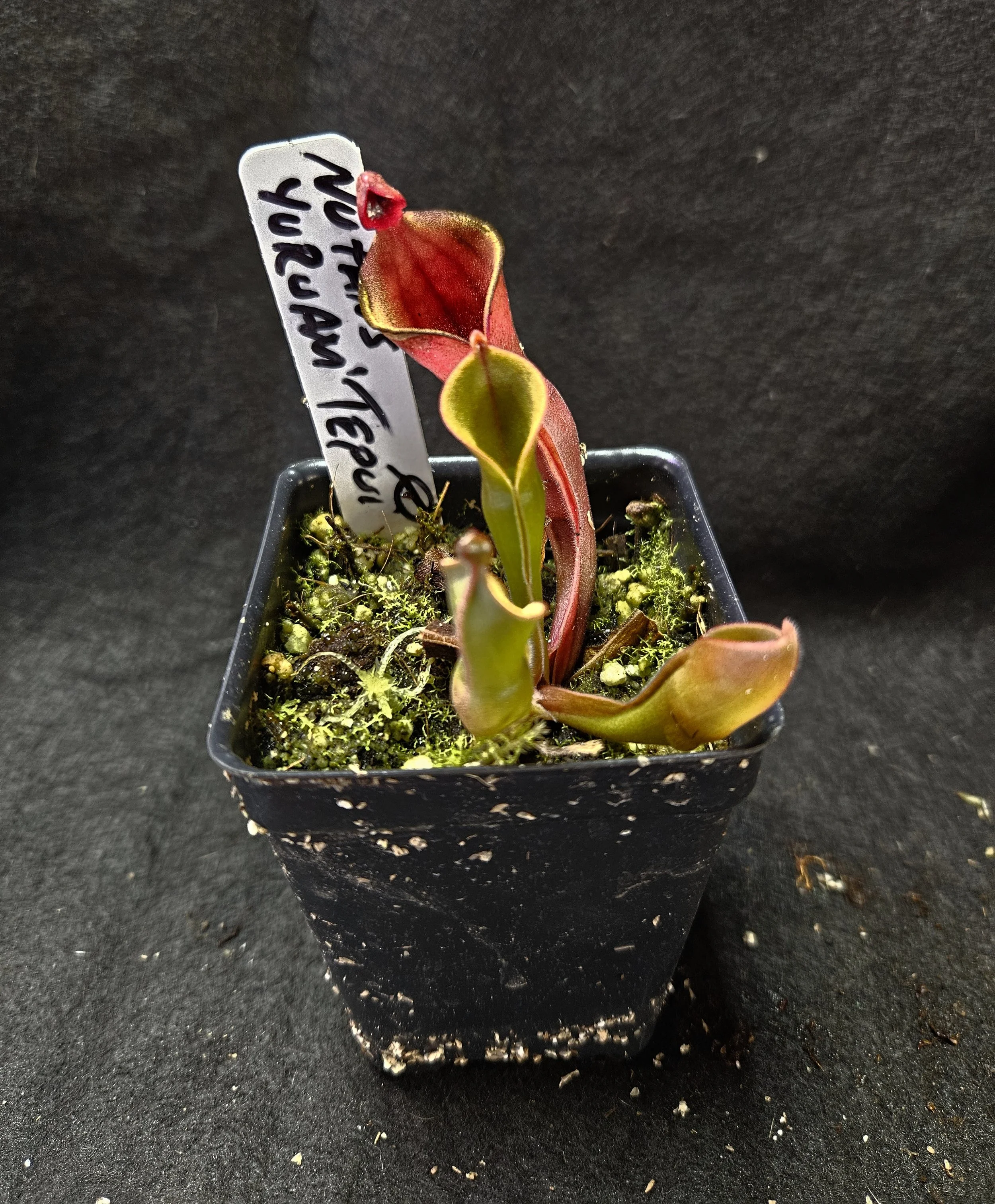 H. nutans Yuruani  AW