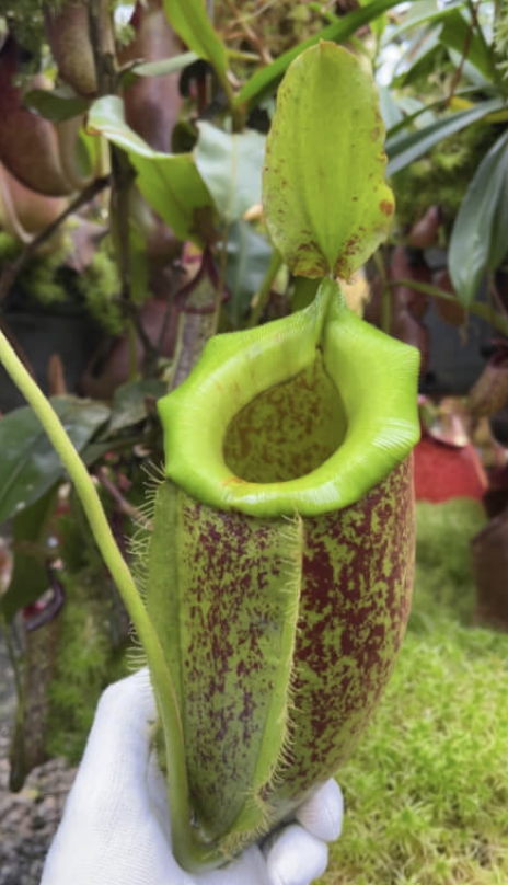 N. spathulata x ampullaria BE-3881