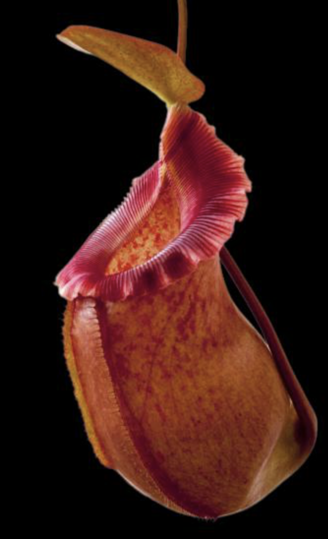 N. robcantleyi x ( sibuyanensis x ventricosa) BE-3748