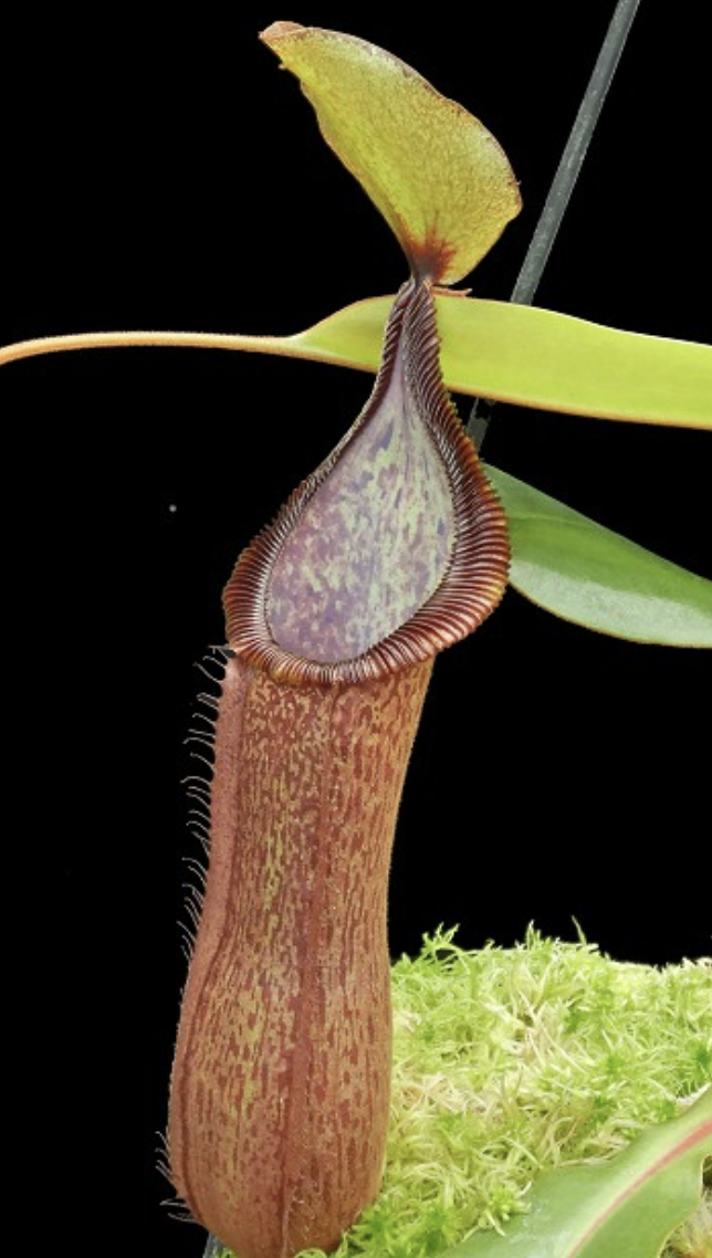 N. hamata x truncata BE-4564