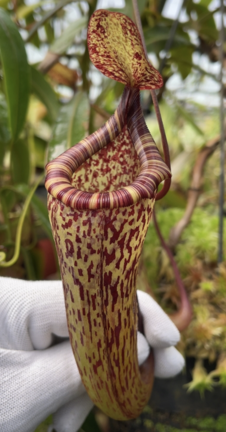 N. vogelii x ventricosa BE-4593