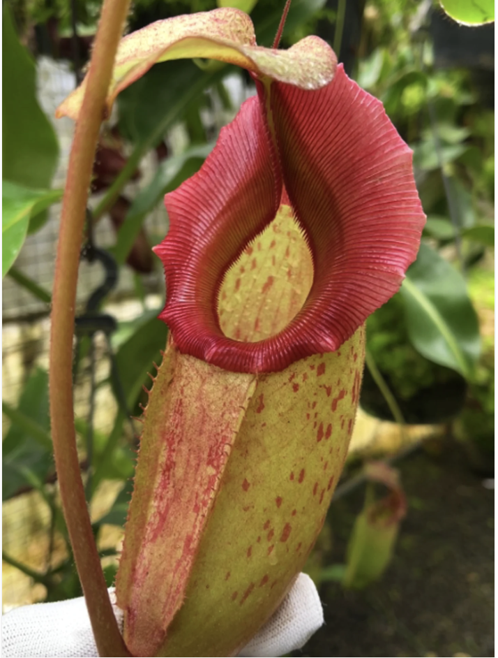 N. rajah x veitchii 'Gold rush' BE-4603