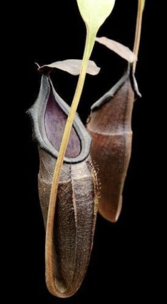 N. inermis x bongso BE-3897