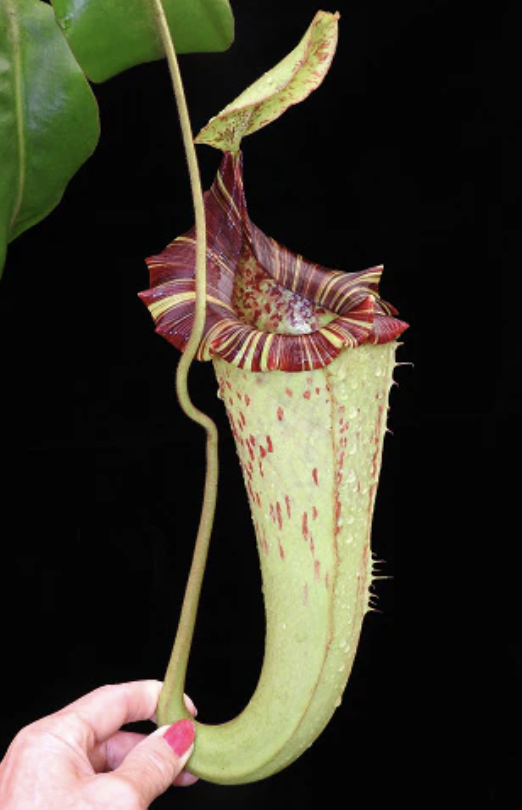 N. (veitchii x lowii) x platychila BE-3920