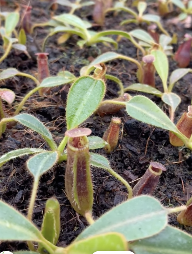 Screenshot 2026-02-06 at 11.15.51 AM.png