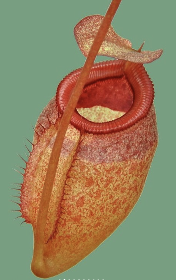 N. sibuyanensis x attenboroughii BE-4579