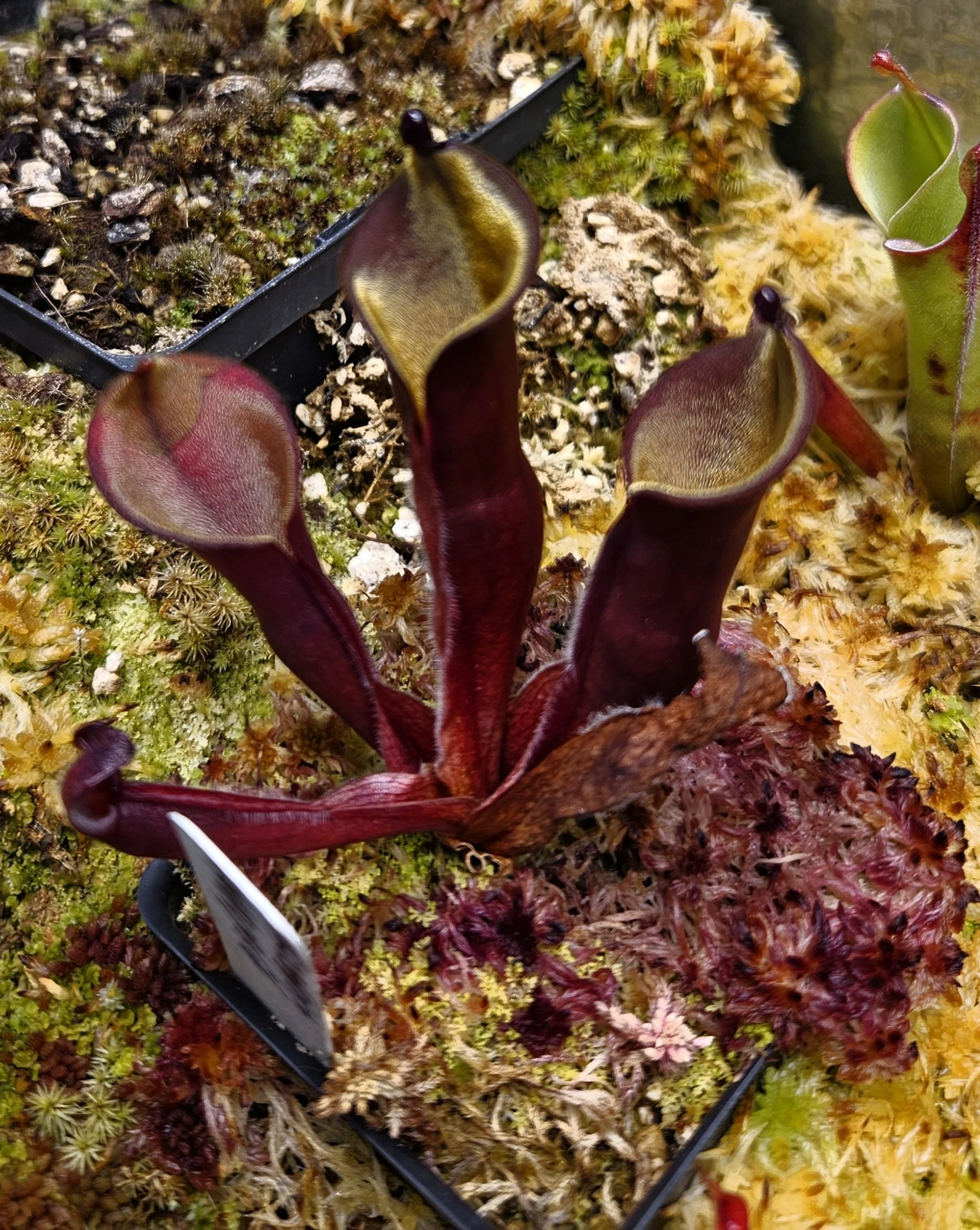 H. elongata Wavy Lid AW