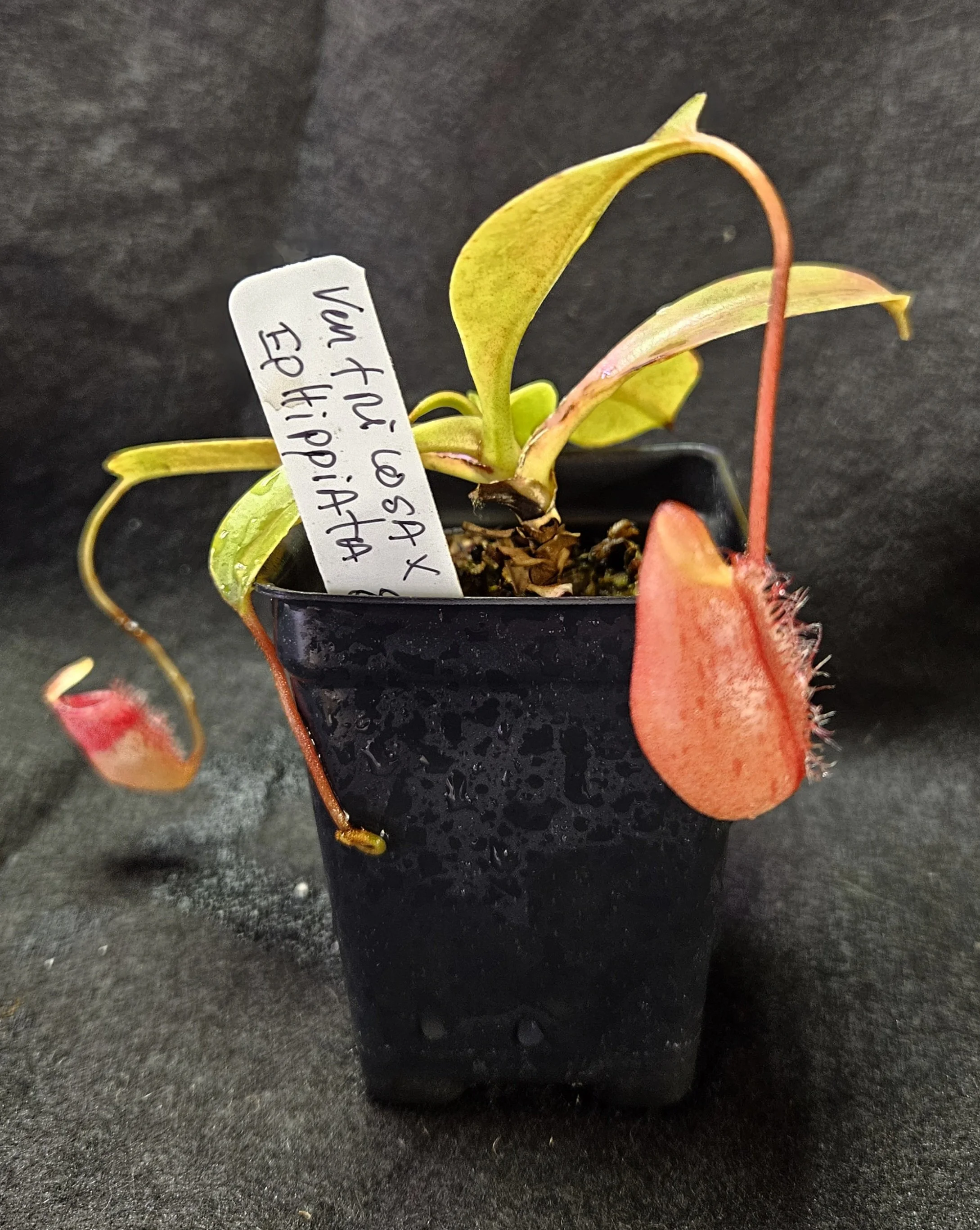 N. ventricosa x ephippiata