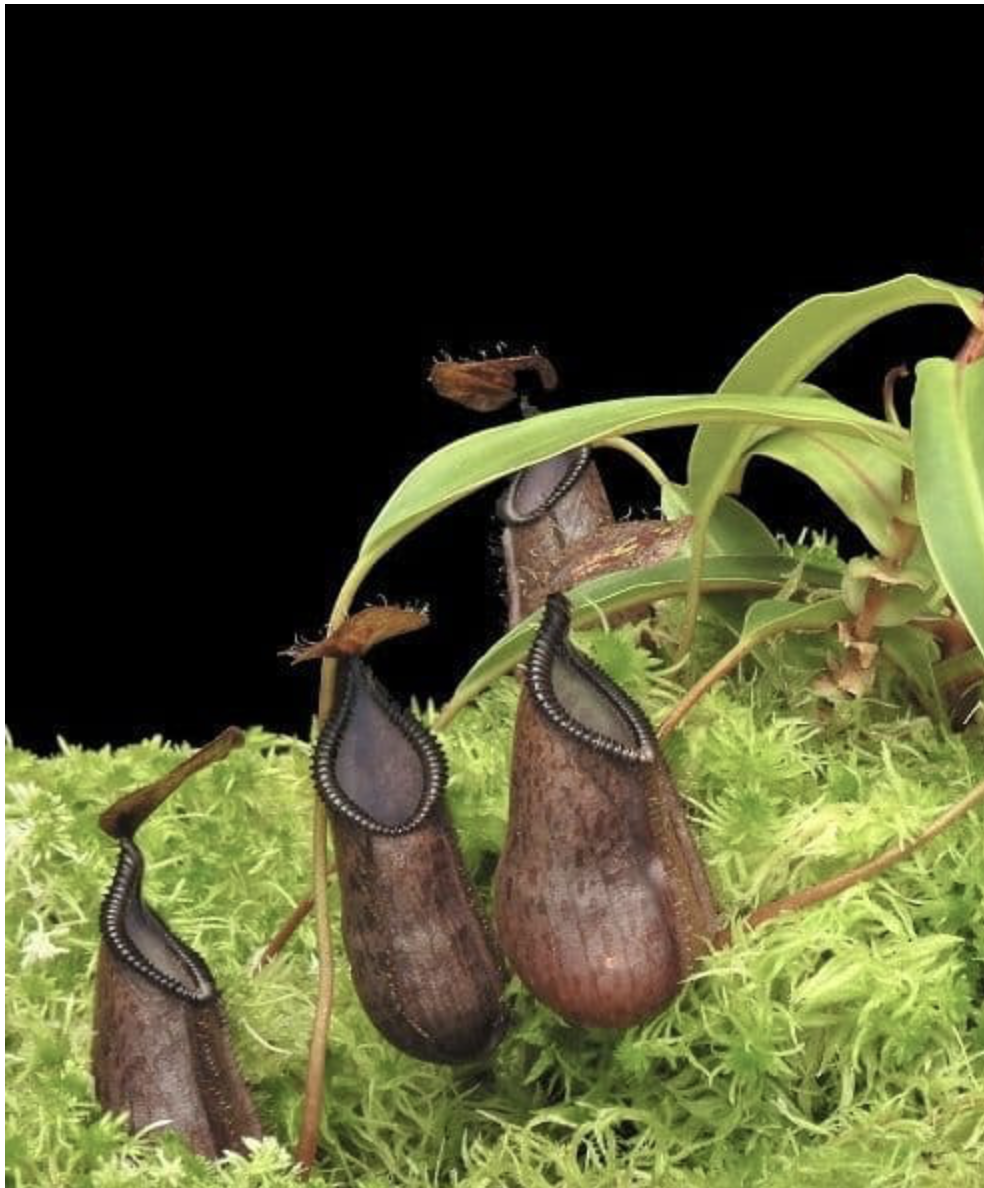 N. (hamata x lowii) x tentaculata BE-4526