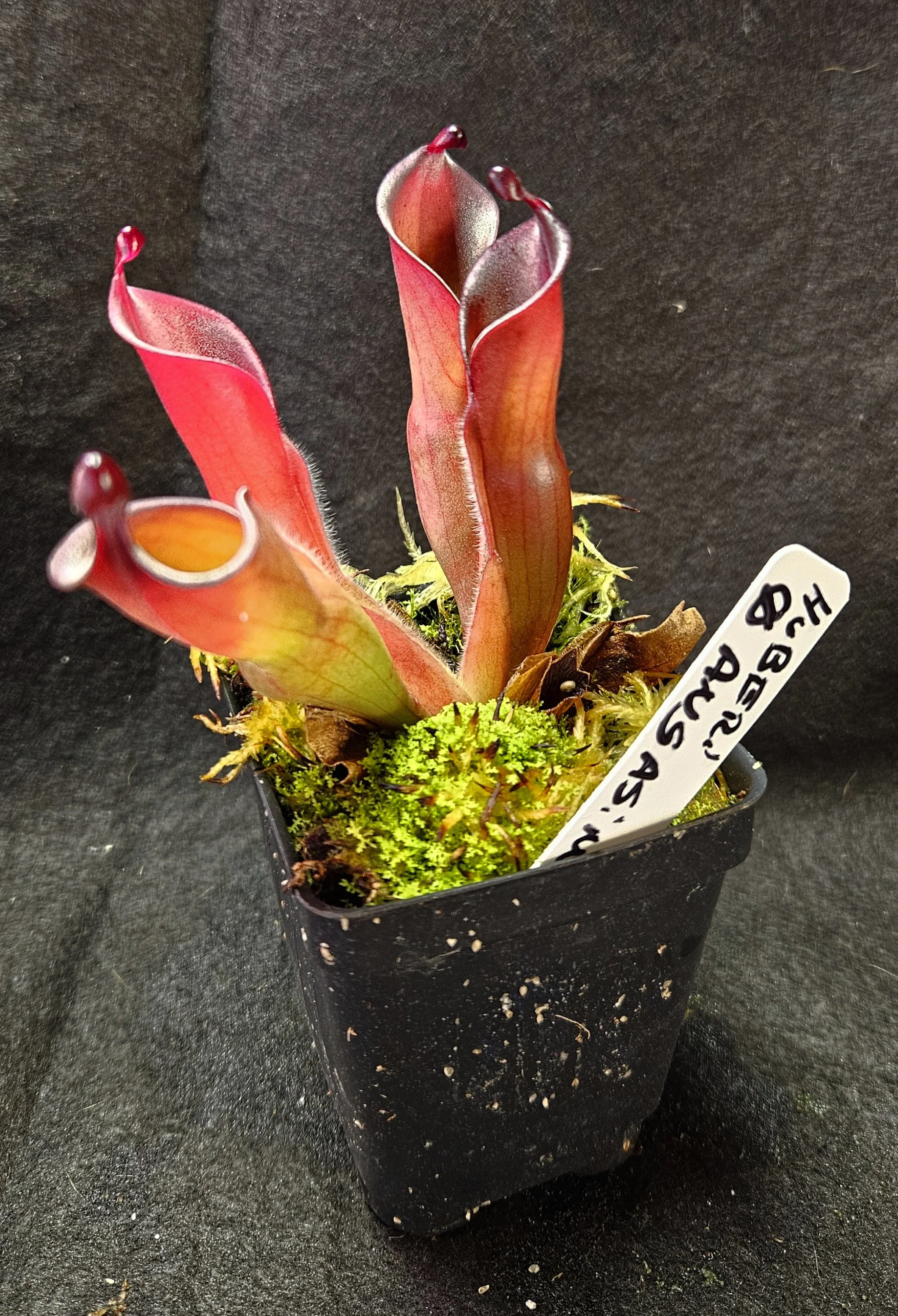 H. huberi Angasima AW