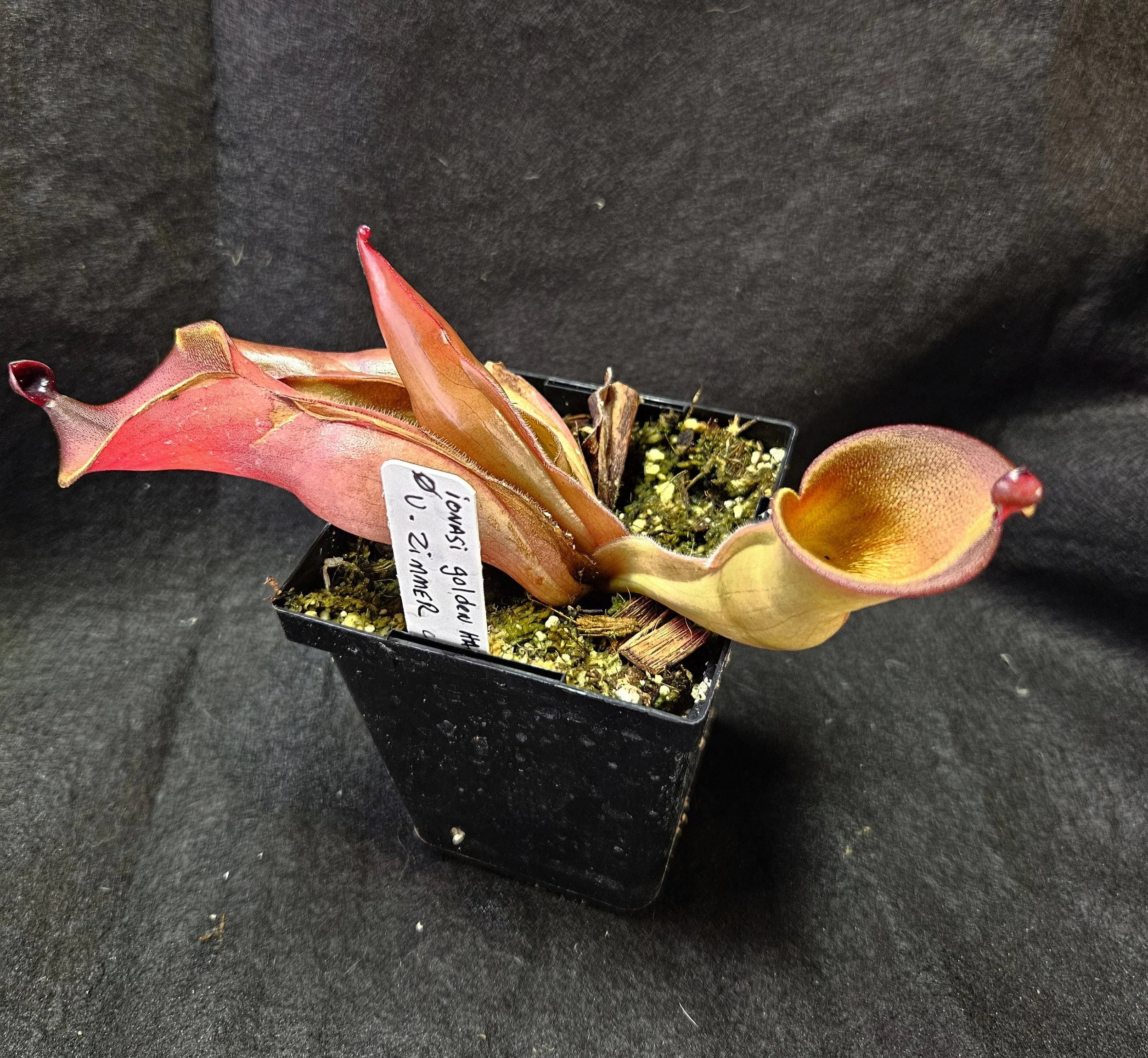 H. ionasii "golden Hairy inside" U. Zimmermann clone