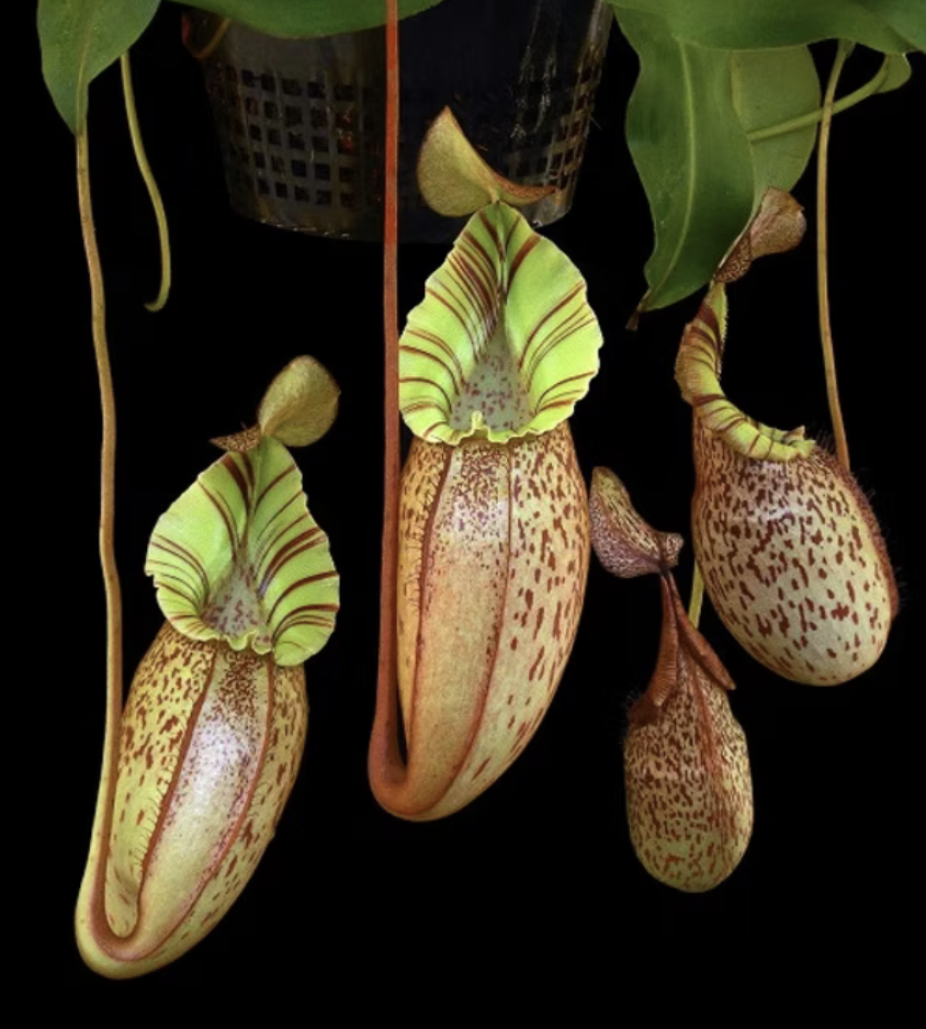 N. spectabilis x veitchii BE-3664