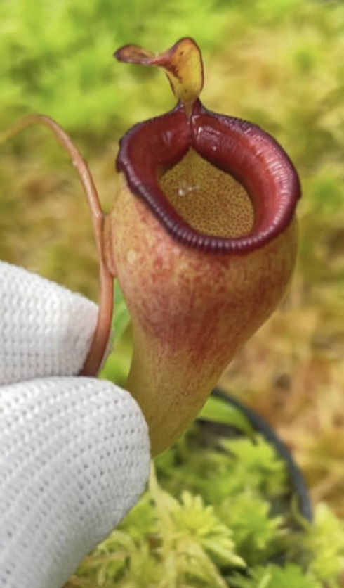 Screenshot 2026-02-06 at 11.18.46 AM.png