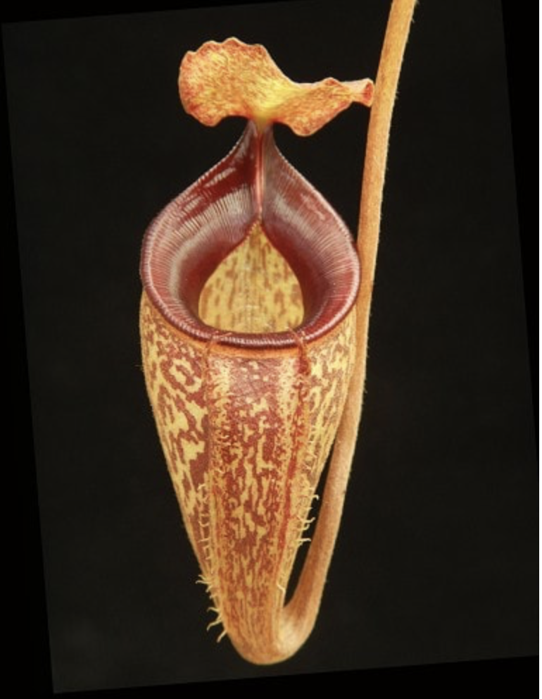 N. talagensis BE-4075