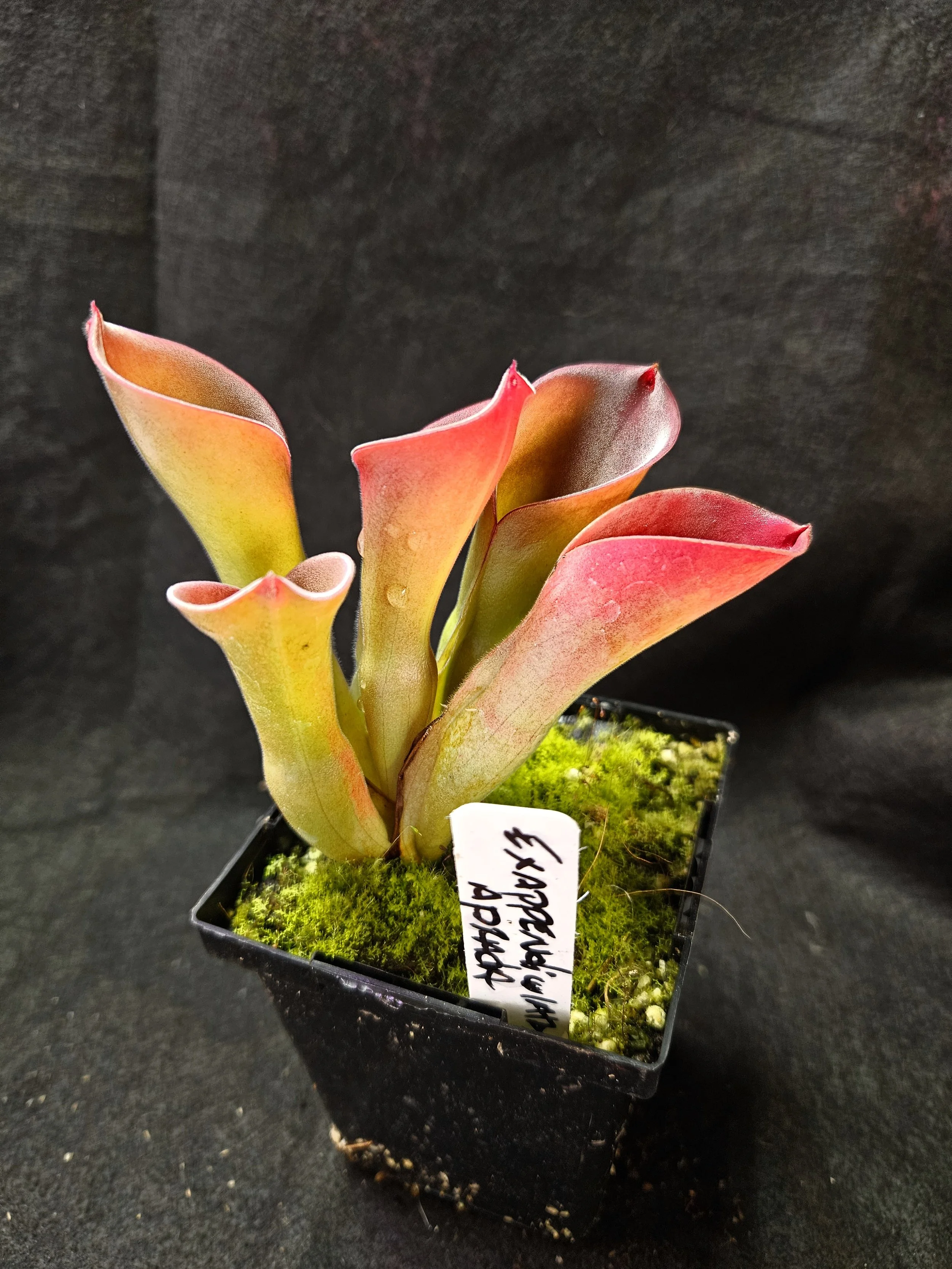 H. exappendiculata Aprada