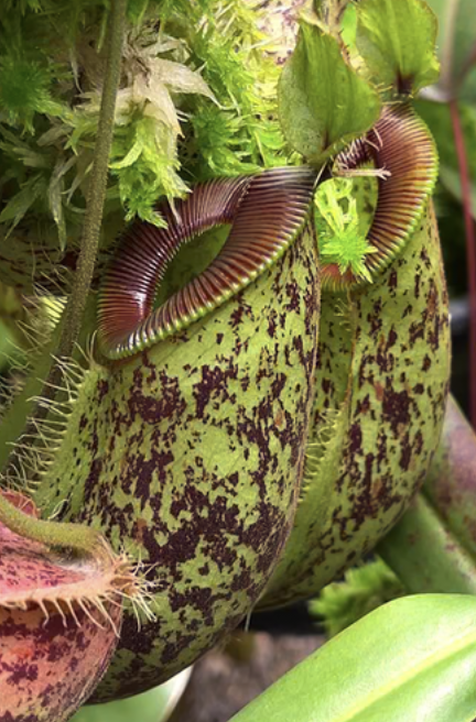 N. ampullaria x hamata BE-4631