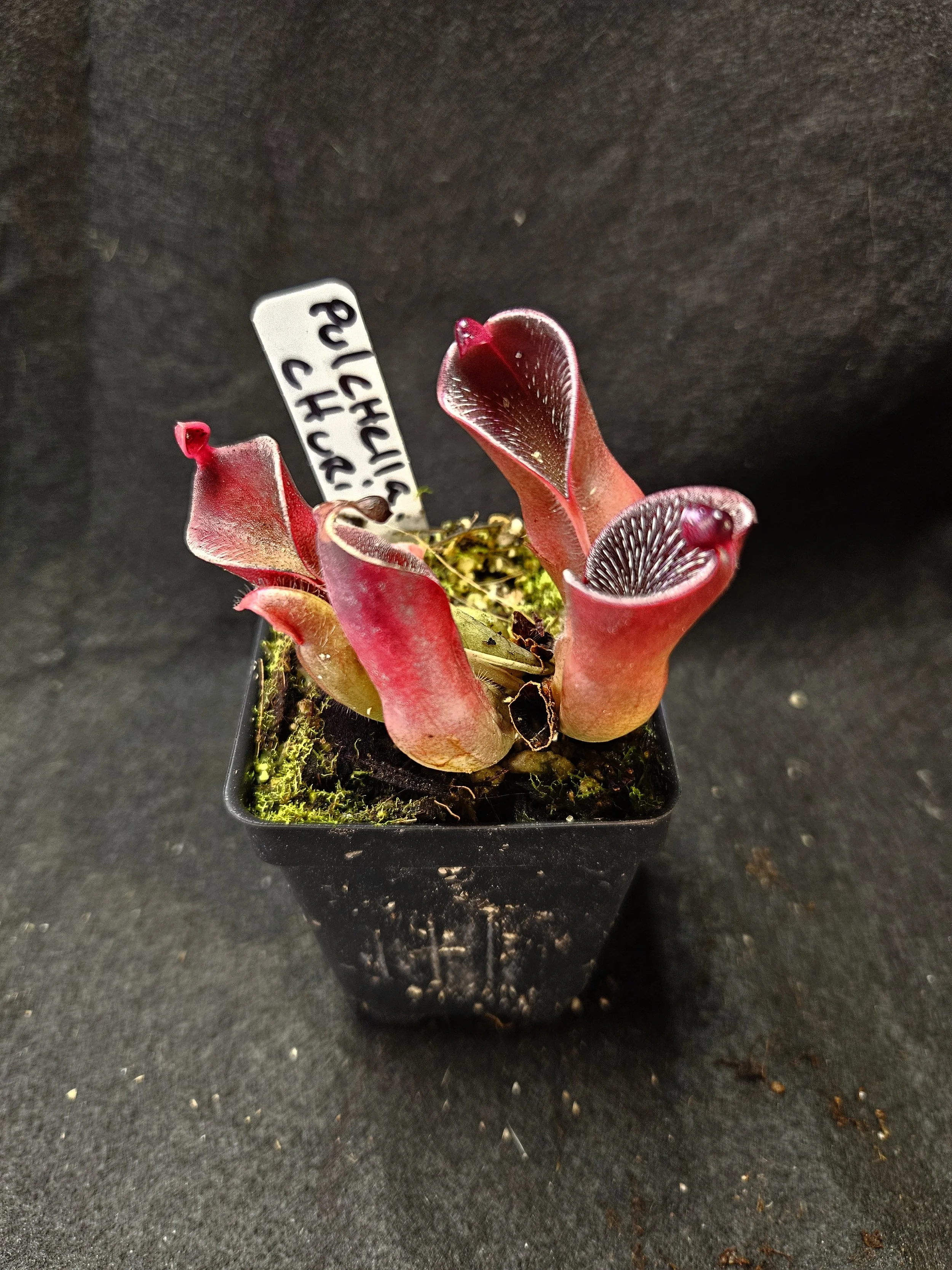 H. pulchella Churi AW