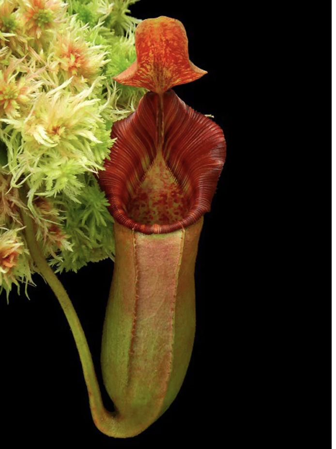 N. veitchii x lowii BE-4006