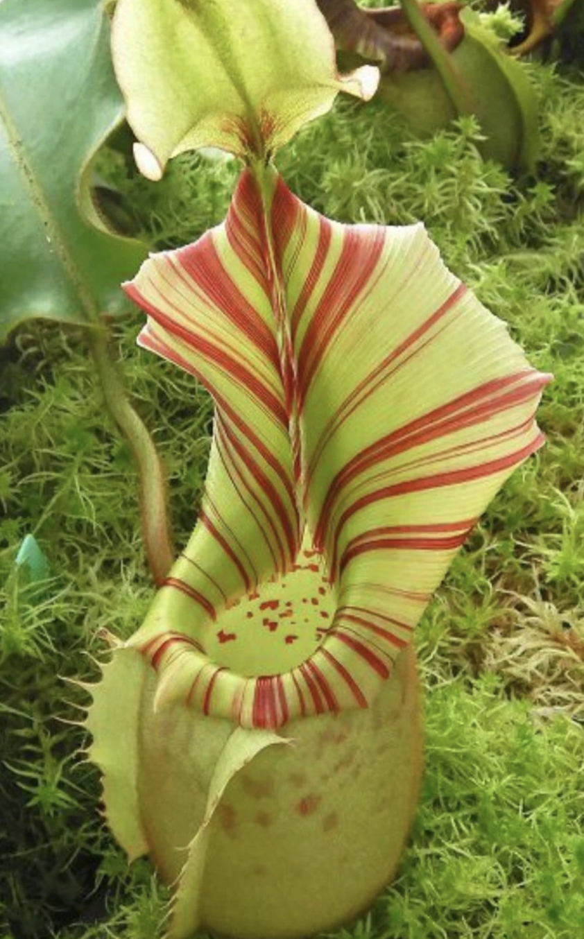 Screenshot 2026-02-06 at 12.27.20 PM.png