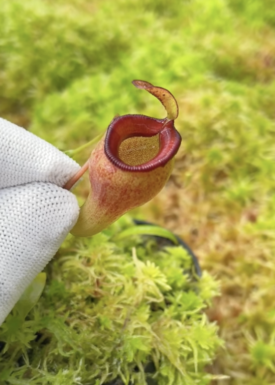 N. jamban BE-4667 (grex 2)