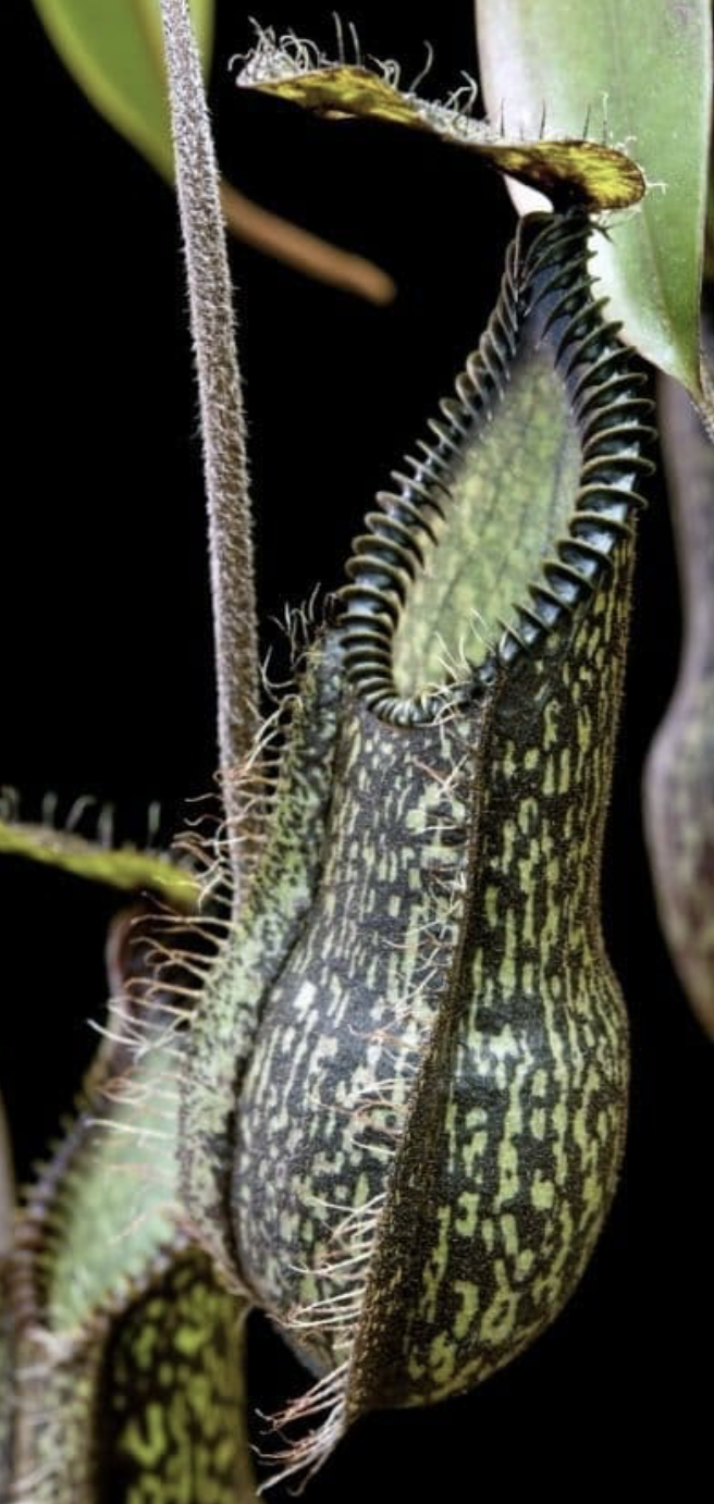 N. hamata (tambusisi) BE-3975