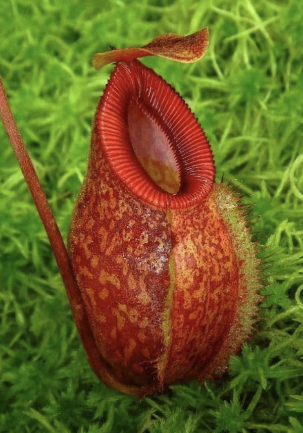 N. aristolochioides x hamata BE-3898