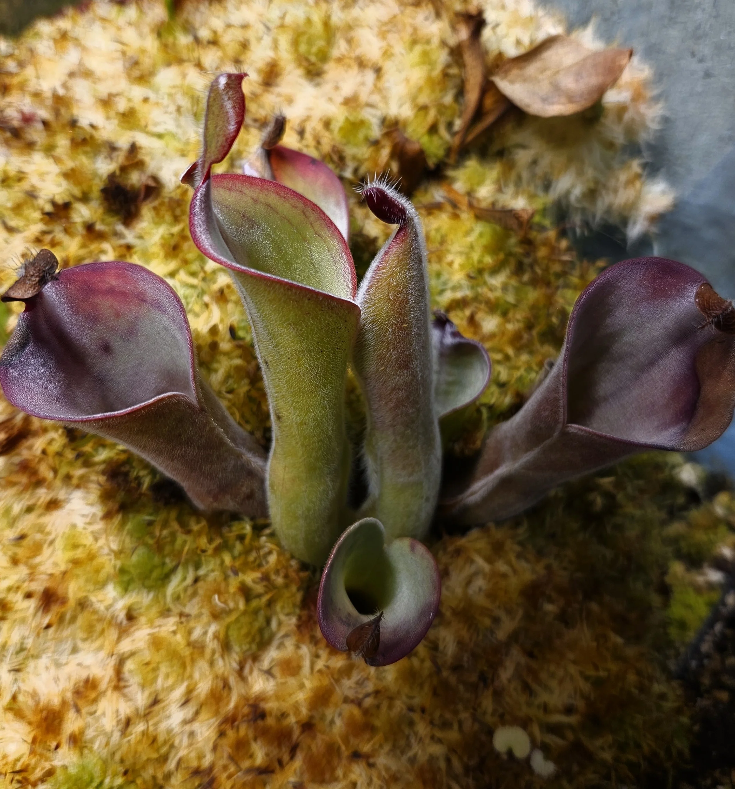 H. parva Extremely hairy