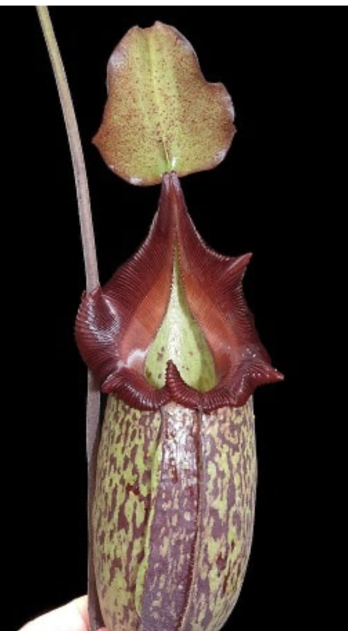 N. (maxima x talangensis) x robcantleyi  BE-3959