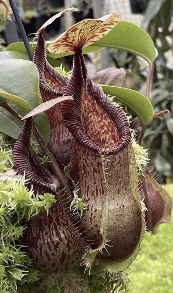 N. hamata x veitchii BE-3943