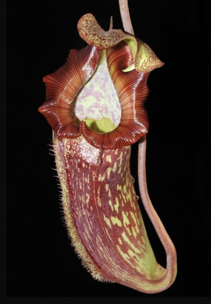 N. maxima x (lowii x macrophylla) BE-3709