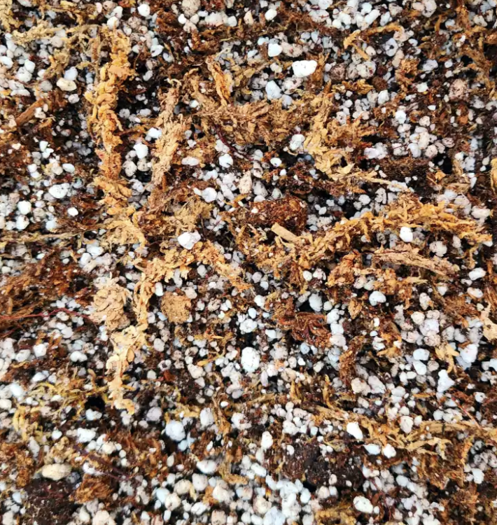 Mélange pour nepenthes