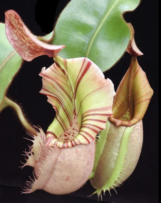 N. veitchii bareo BE-4033