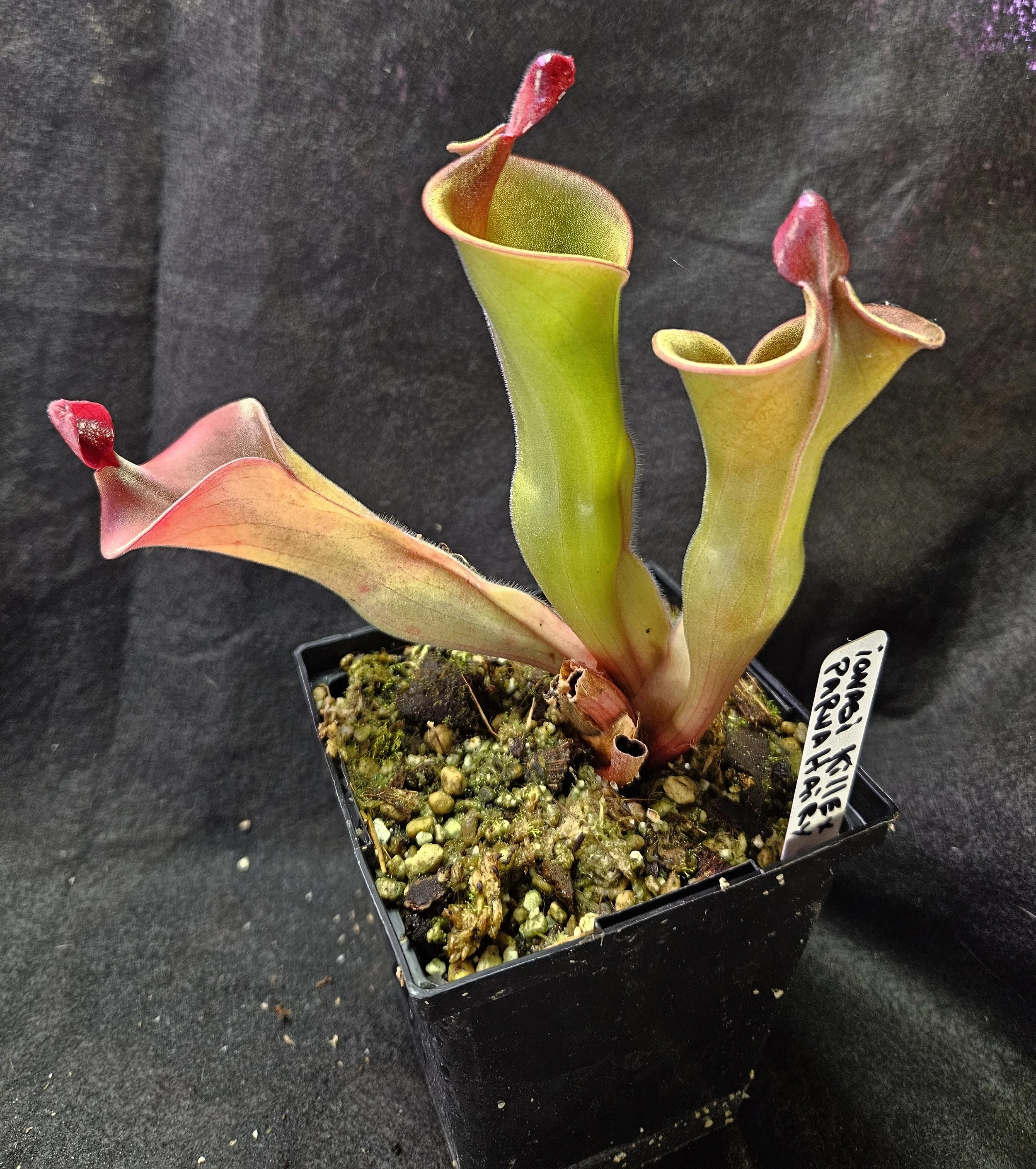 H. ionasi Killer x parva Hairy AW