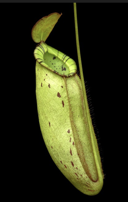 N. spectabilis x ampullaria BE-4587