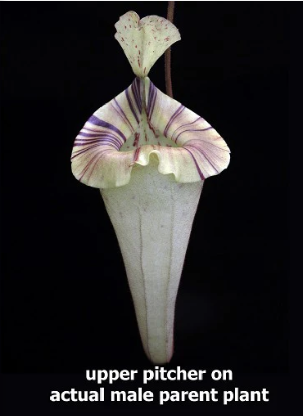 Screenshot 2026-02-04 at 8.37.59 AM.png (Copy)