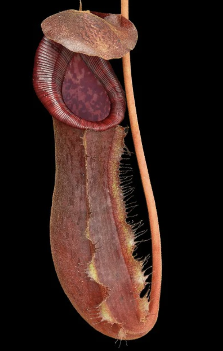 N. boschiana x lowii BE-4067