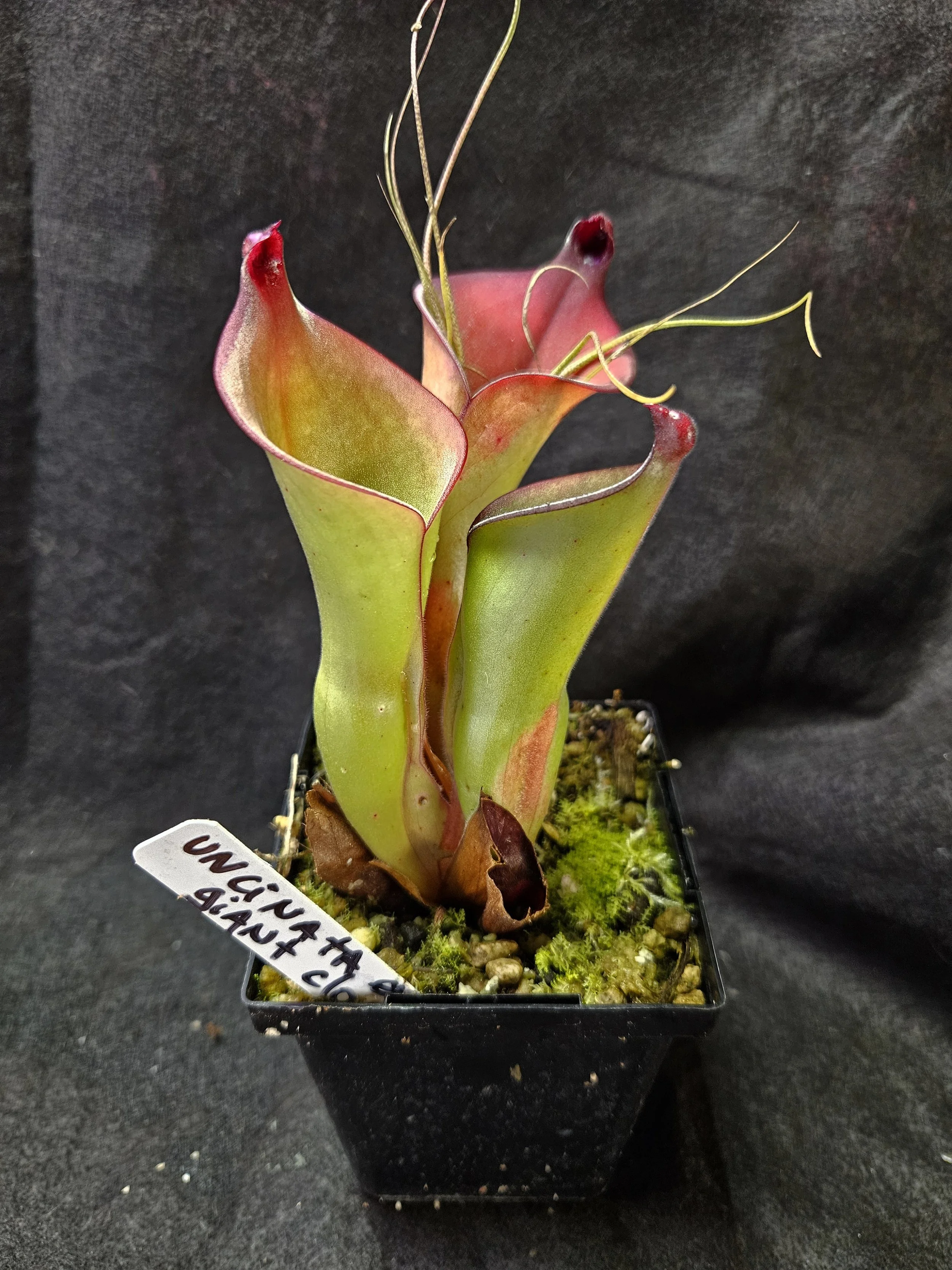 H. uncinata Giant Clone AW