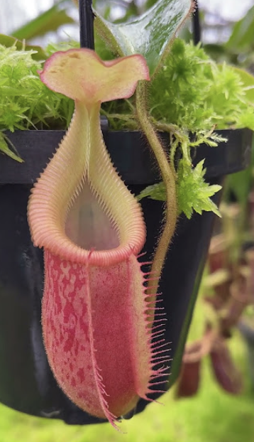 N. villosa x veitchii BE-4016