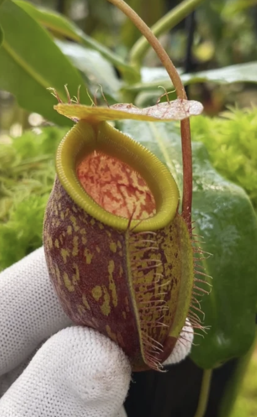 N. undulatifolia BE-4658